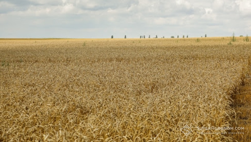 Пшениця на полі господарства виглядає здоровою
