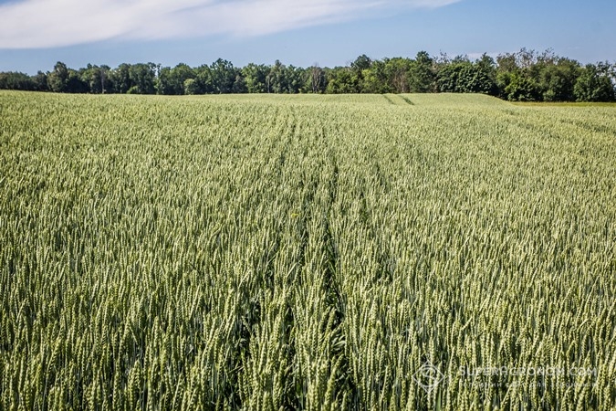 Посіви пшениці на полях ПП "Західний Буг"