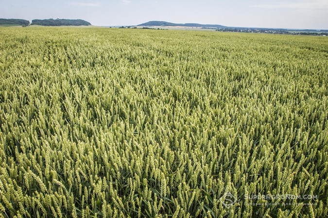 Пшениця, на полях господарства