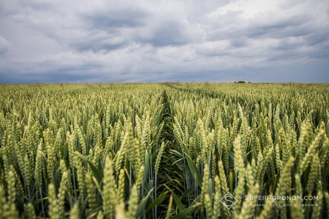 Посіви пшениці в ІДЕК 2006