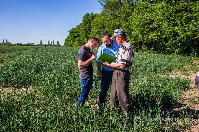 Огляд рослин ярої пшениці на полях Агро-Еко XXI плюс