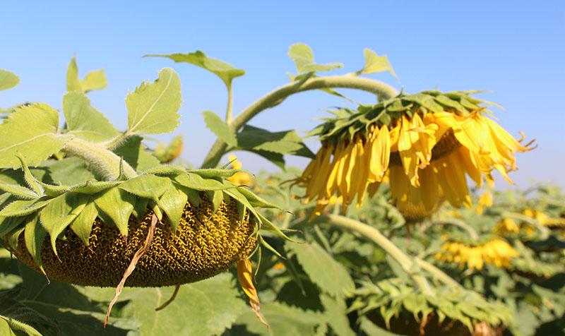 Посіви кондитерського соняшника