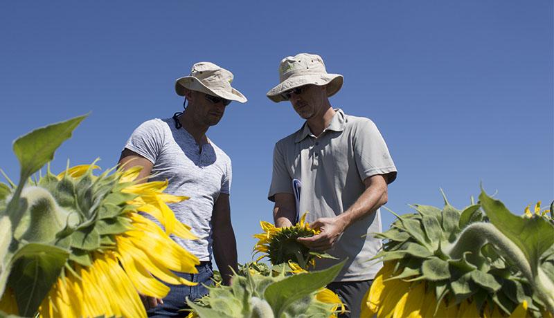 Польові дослідження демо-посівів кондитерського соняшнику