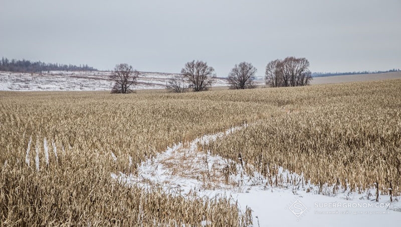 Поле незібраної кукурудзи, вкрите снігом