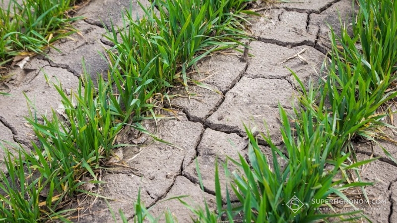 Тріщини на поверхні ґрунту під час посухи