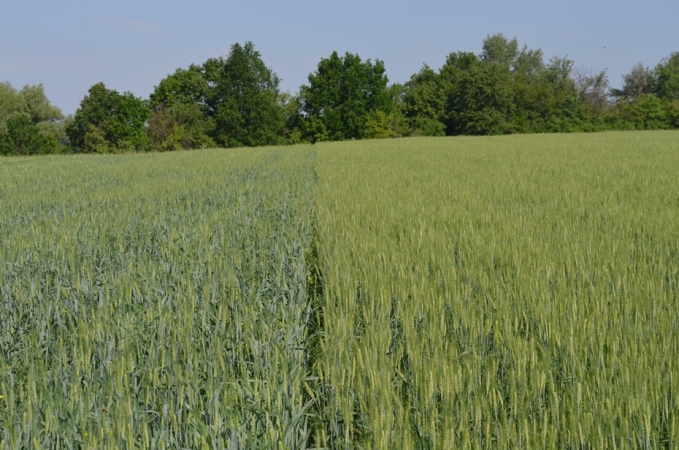 Посіви пшениці у фазу початок цвітіння (ліворуч контроль, праворуч UKRAVIT)