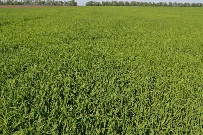 Посіви пшениці у фазі прапорцевого листка, де застосовувалися препарати UKRAVIT