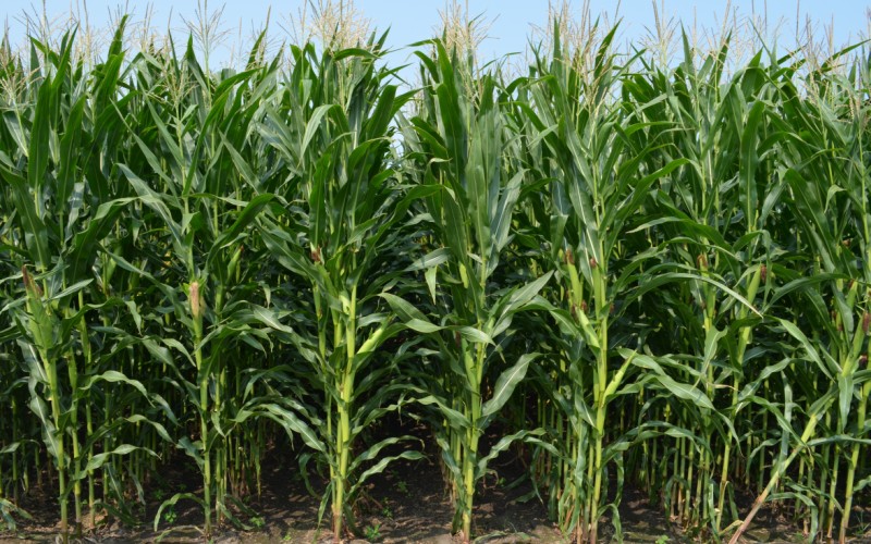 Посіви кукурудзи, оброблені препаратами UKRAVIT