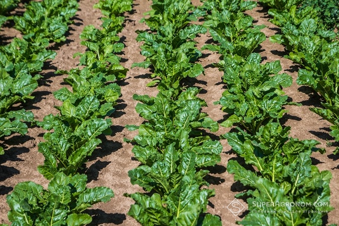 Посіви цукрового буряку показують ефективність гербіциду Конвізо1