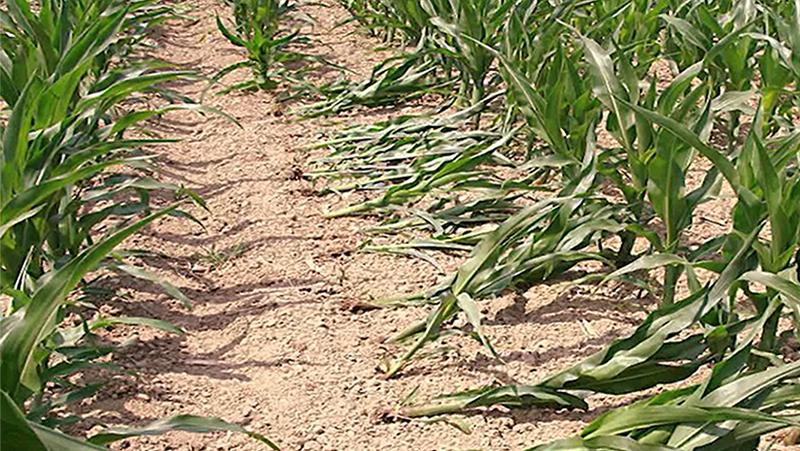 Кукурудза, пошкоджена західним кукурудзяним жуком