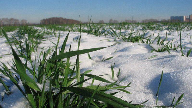 Рослини пшениці під снігом