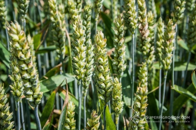 Фузаріоз колоса пшениці