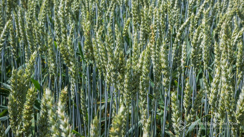 Здорові посіви пшениці