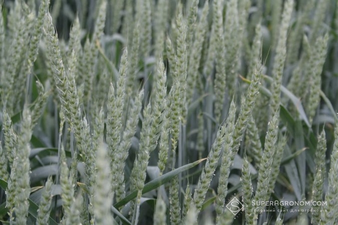 Пшениця на полях за нульового обробітку грунту