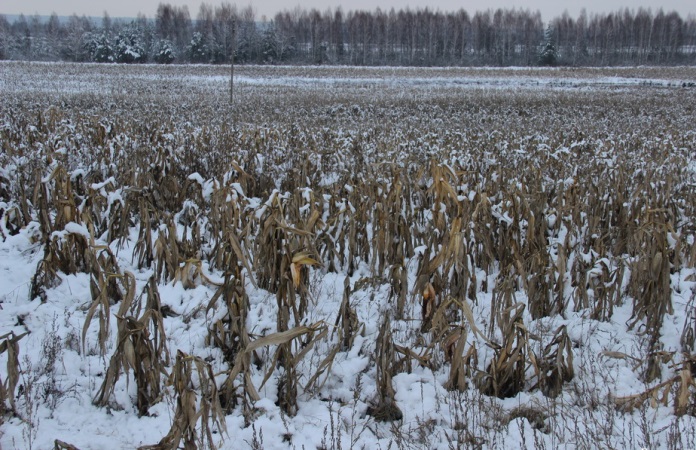Кукурудза в снігу