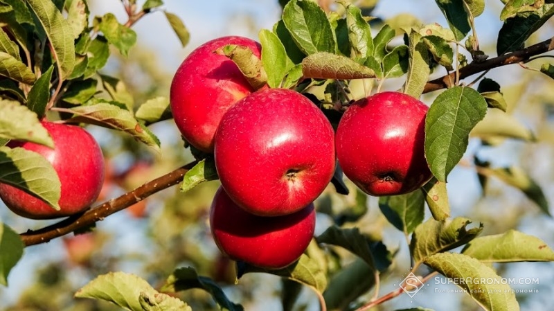 Органічні яблука