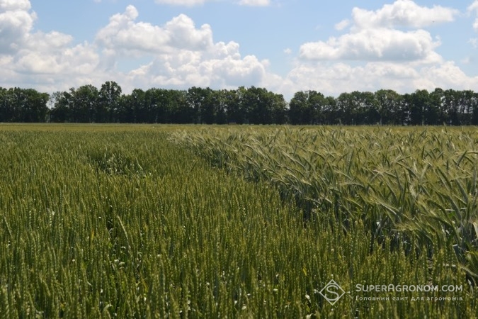 Пшениця на полях Миронівського науково-дослідного інституту селекції та насінництва пшениці