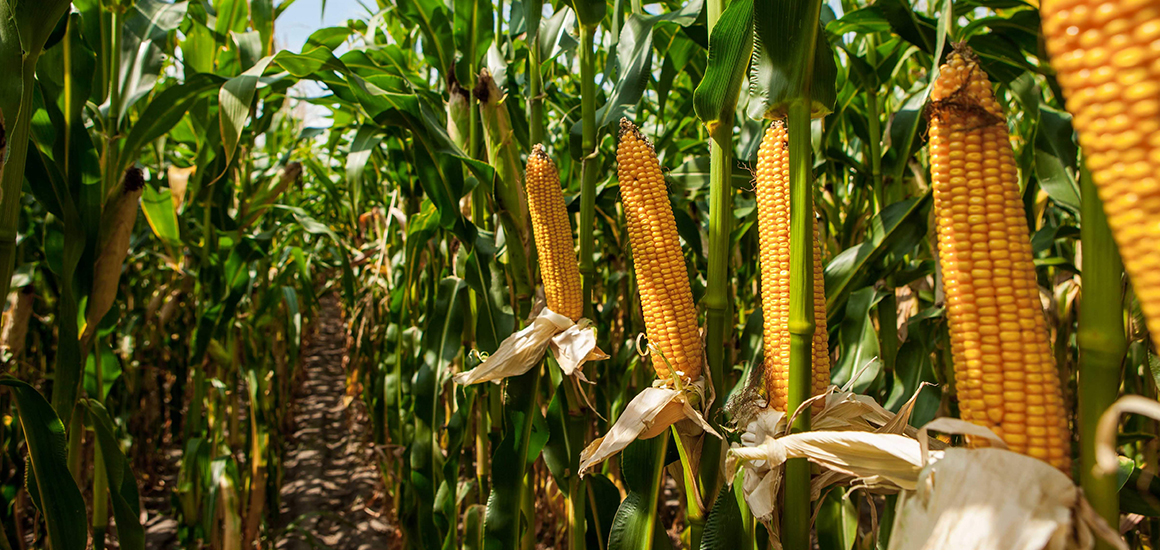 Рекомендації щодо вибору кількості сіянців кукурудзи