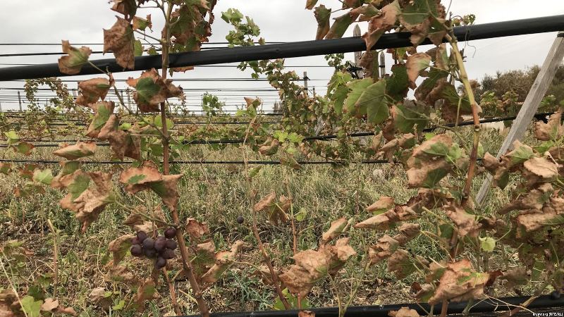 Постраждалі внаслідок кислотних дощів плантації винограду на півночі Криму