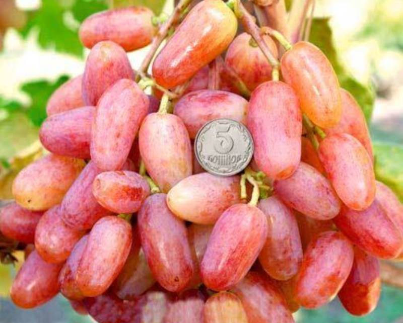 Гроно винограду вирощене у винограднику ​Юліана Навольського з Тернопільщини