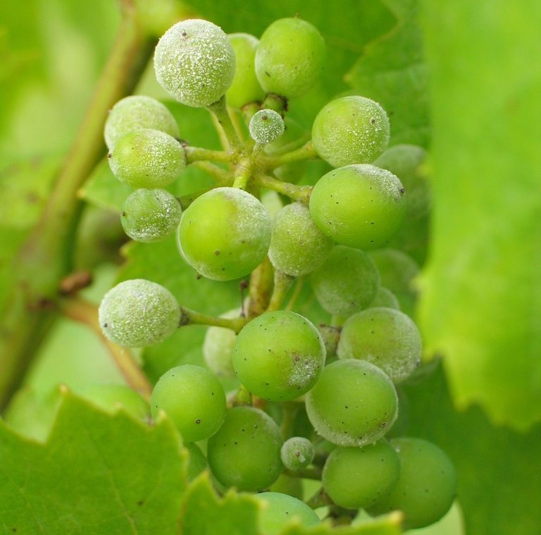 Оїдіум (борошниста роса) винограду - Повний опис та перелік фунгіцидів від  хвороби