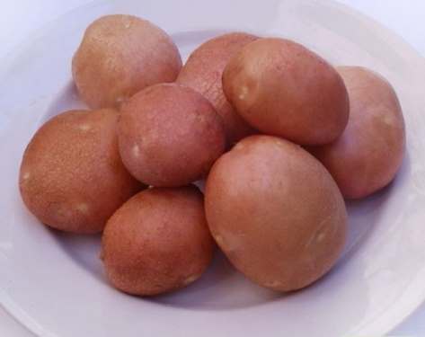 Вирощування картоплі слов'янка