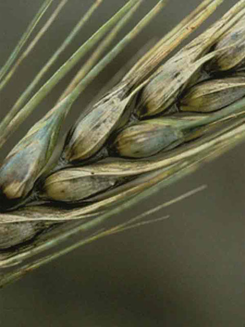 Альтернаріоз (пшениця) - Повний опис та перелік фунгіцидів від хвороби
