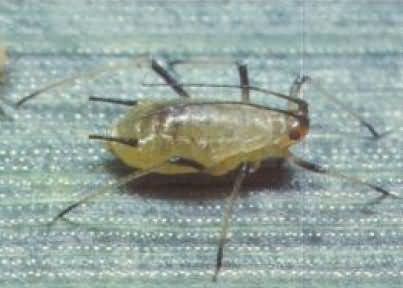 Велика злакова попелиця - опис та перелік інсектицидів від шкідника