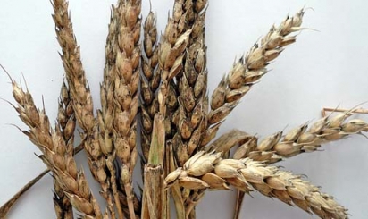 Скільки зерен у колоску пшениці