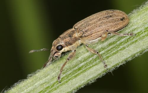 Довгоносики - незвичайні комахи з унікальними особливостями