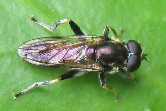 Пшенична (чорна злакова) муха - опис та перелік інсектицидів від шкідника