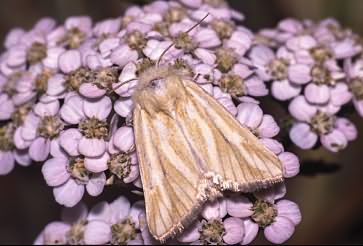 Південна стеблова совка (Совка стеблевая)