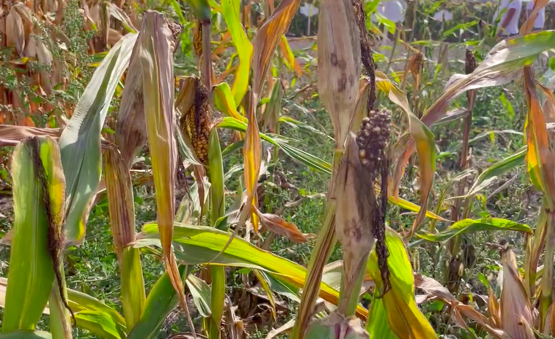 Забур'янені посіви кукурудзи
