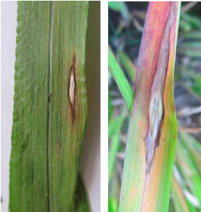 Пірикуляріоз на листі проса (Pyricularia grisea Sacc.) (фото С.Г. Столяр)