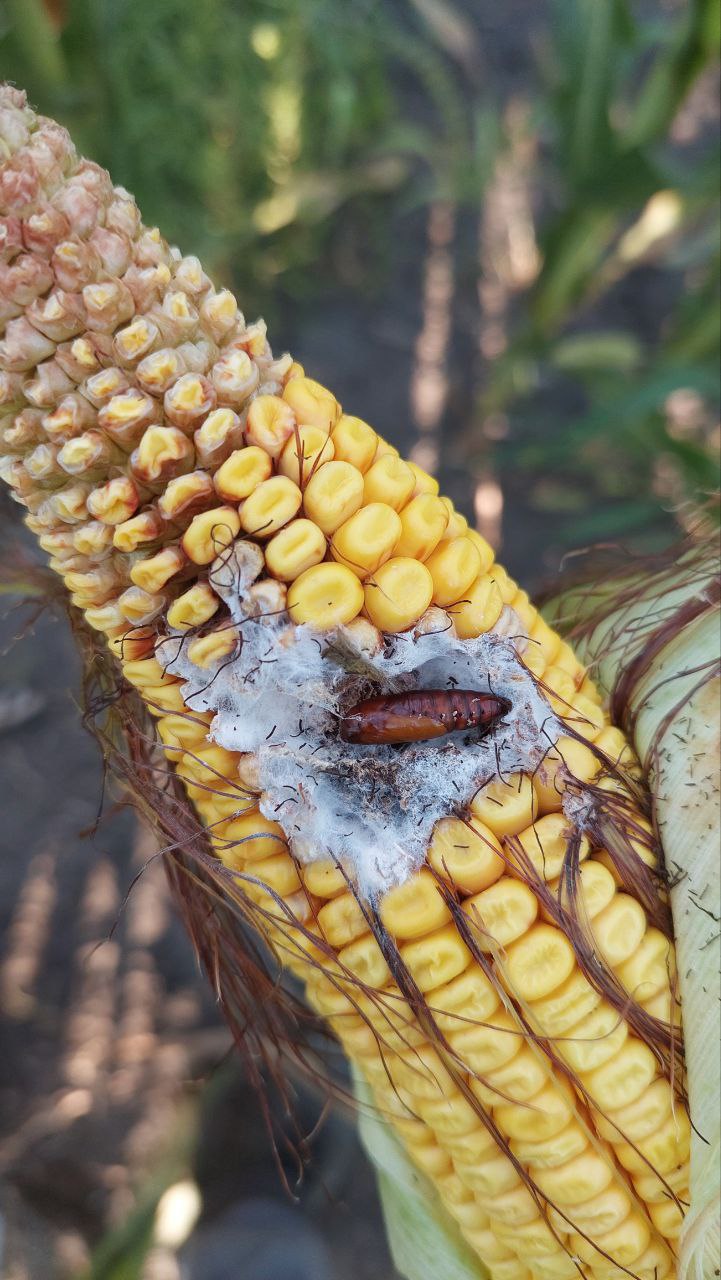 Бавовникова совка, лялечка в ґрунтовій комірці