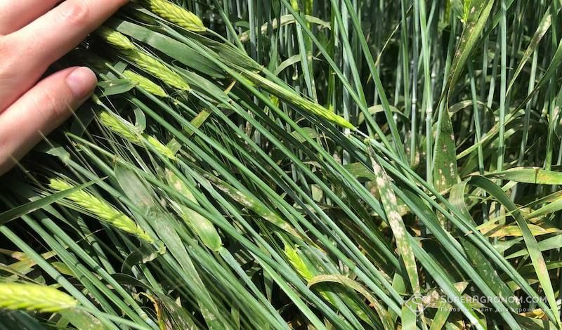 Борошниста роса на посівах ячменю