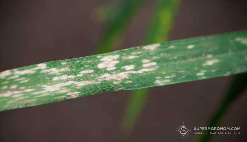 Борошниста роса