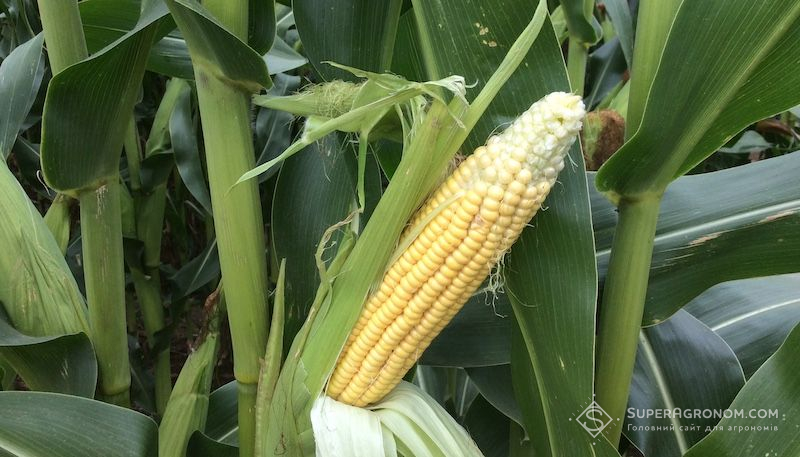 Кукурудза, що пошкоджена західним кукурудзяним жуком