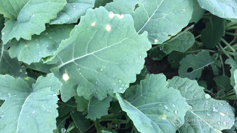 Фомоз ріпаку