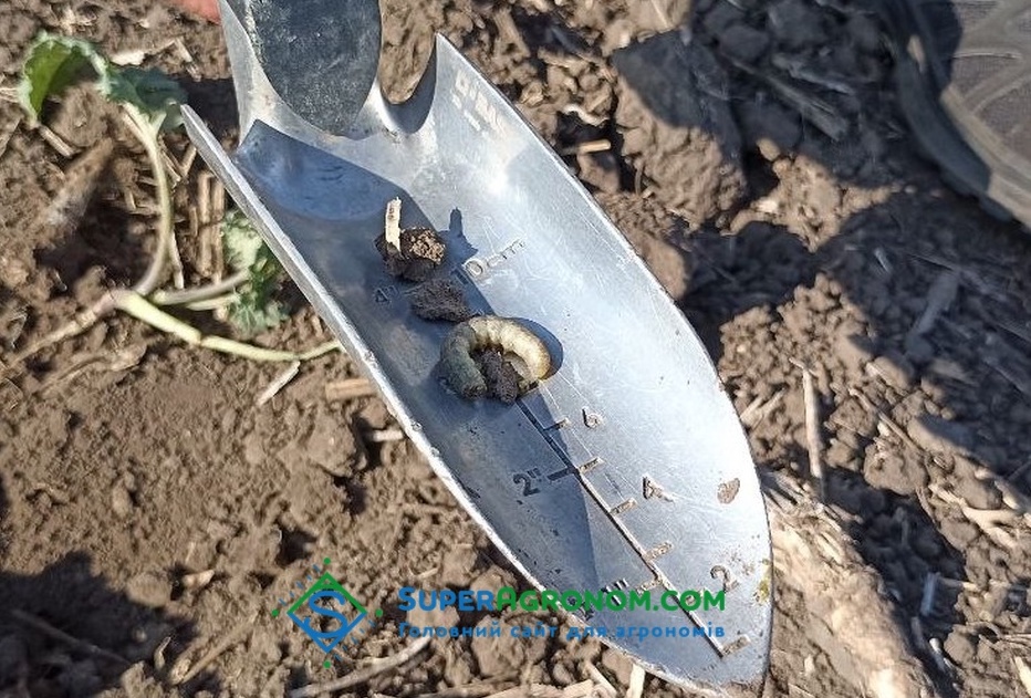 Гусінь озимої совки